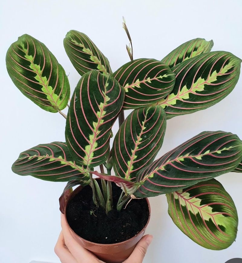 Maranta