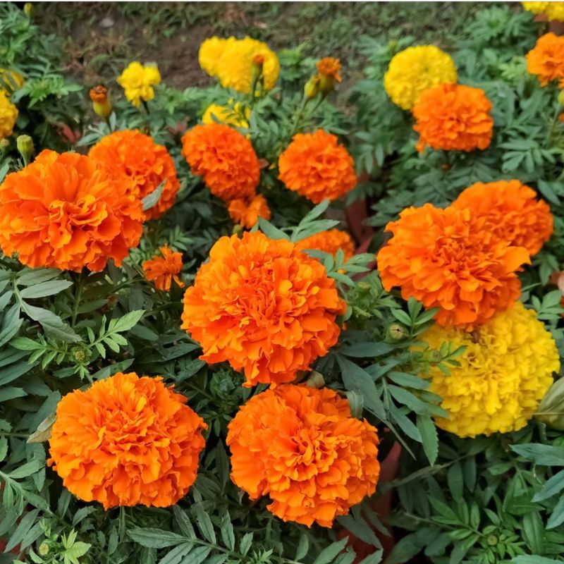 Marigold