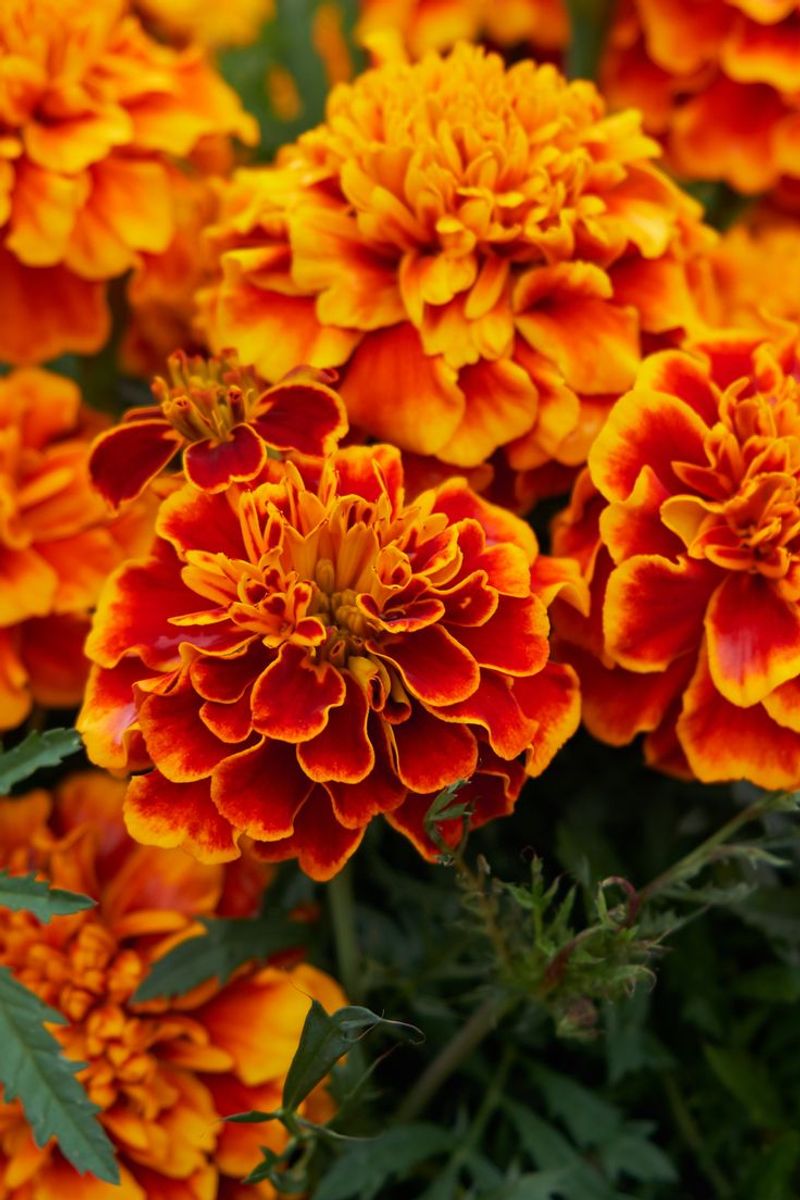 Marigold