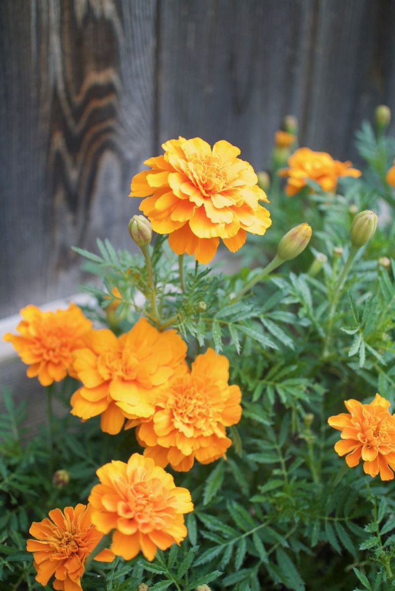 Marigold