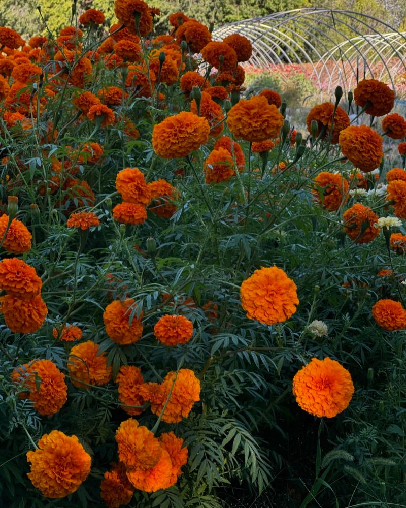 Marigold