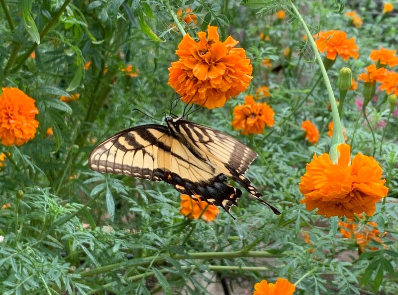 Marigold