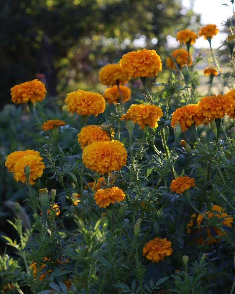 Marigold