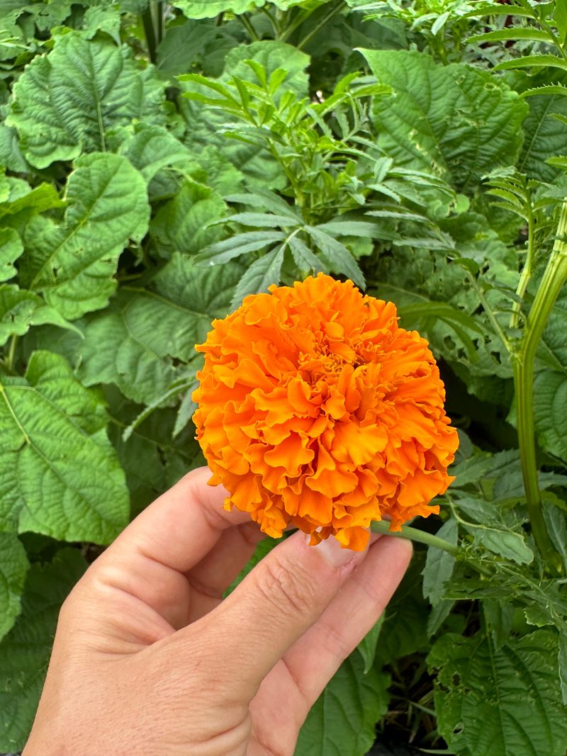 Marigold