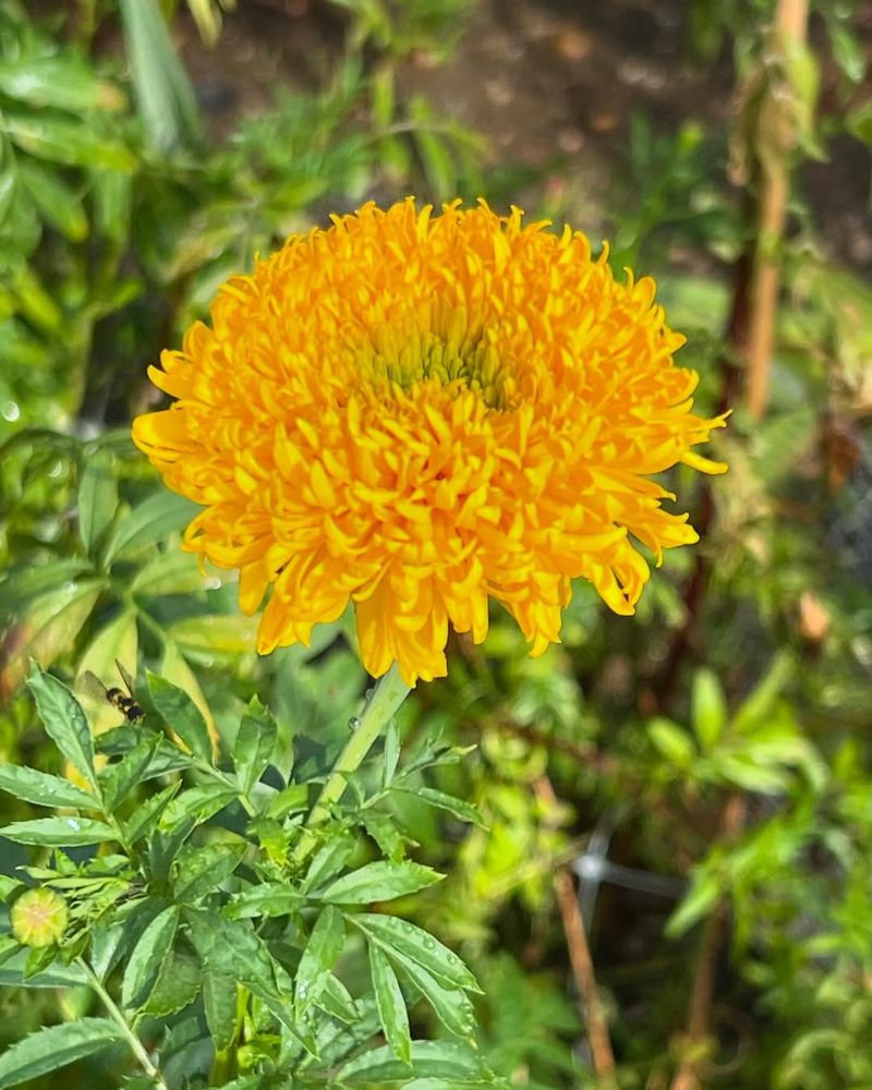 Marigold