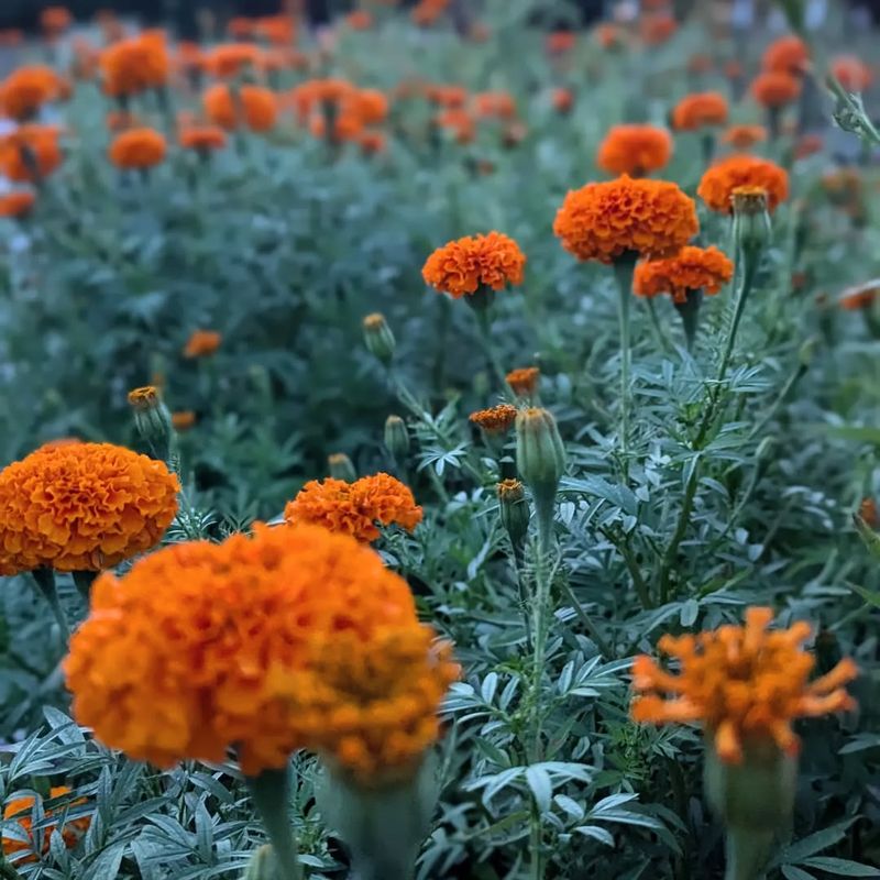 Marigold