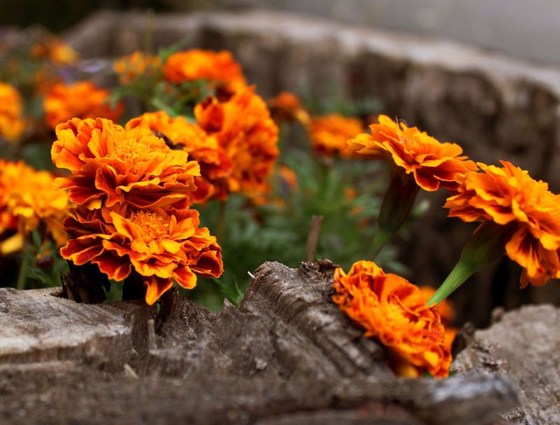 Marigold Magic