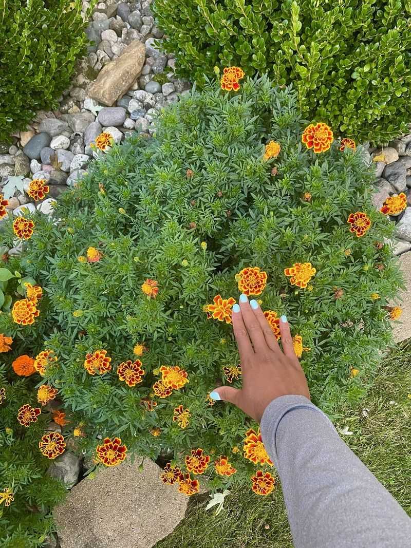 Marigolds