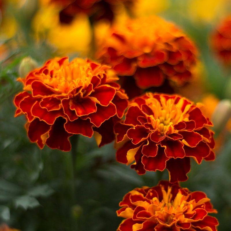 Marigolds