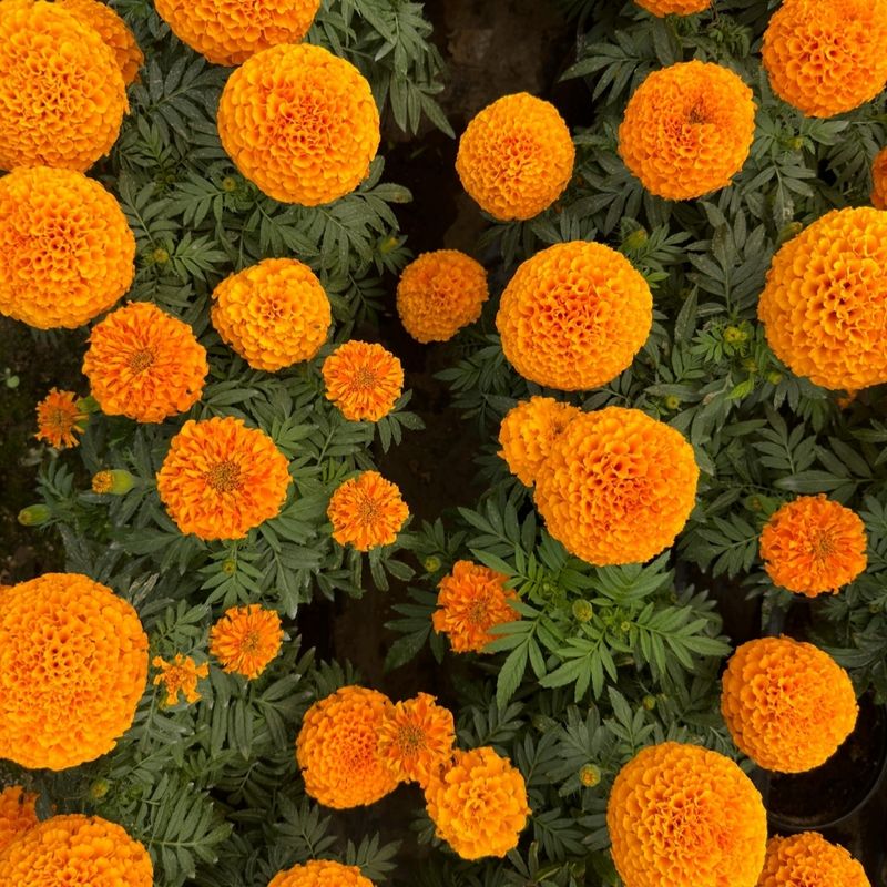 Marigolds