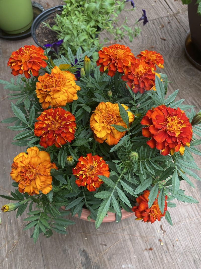 Marigolds