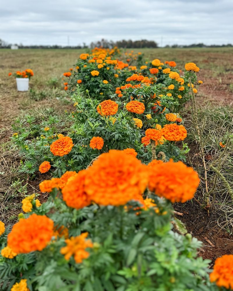 Marigolds