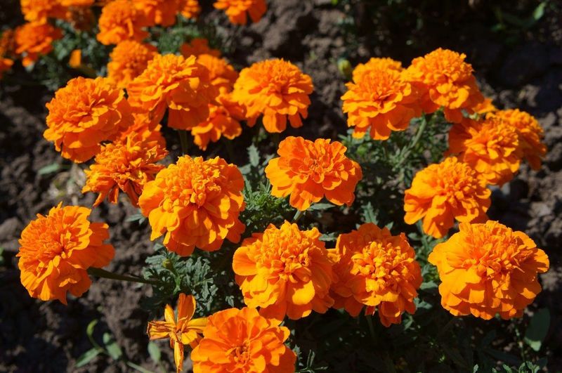 Marigolds for Nematode Control