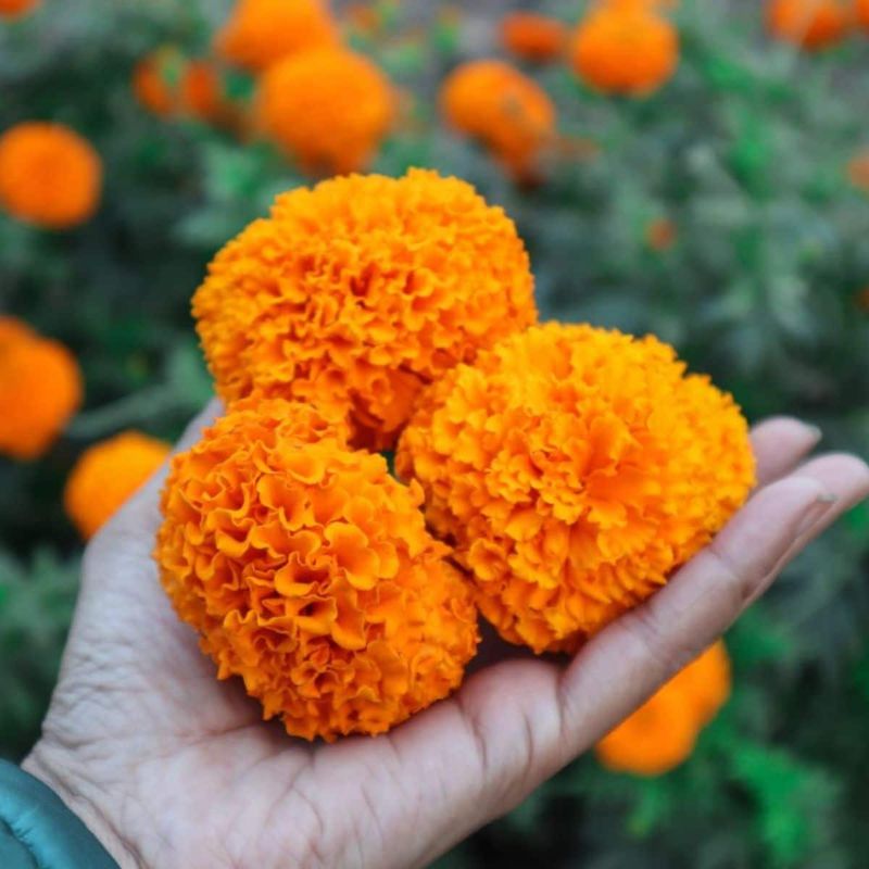 Marigolds