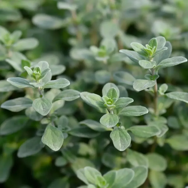 Marjoram