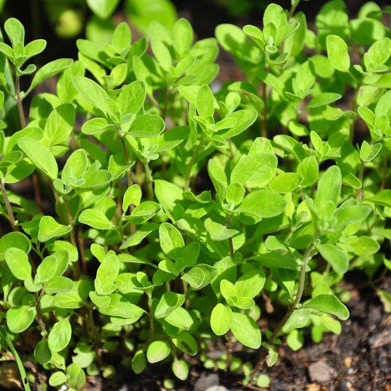 Marjoram