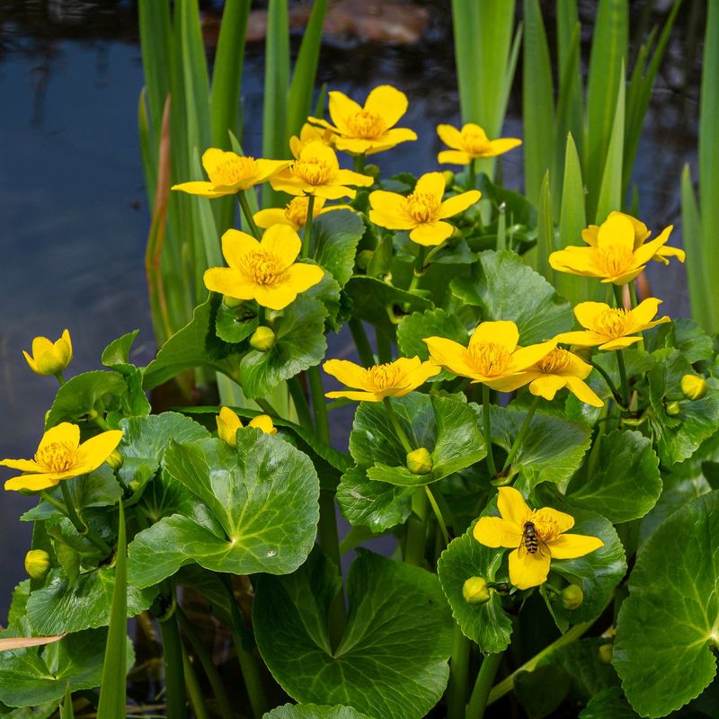 Marsh Marigold