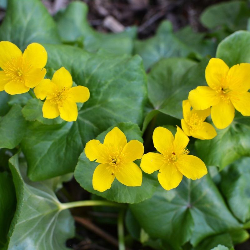 Marsh Marigold