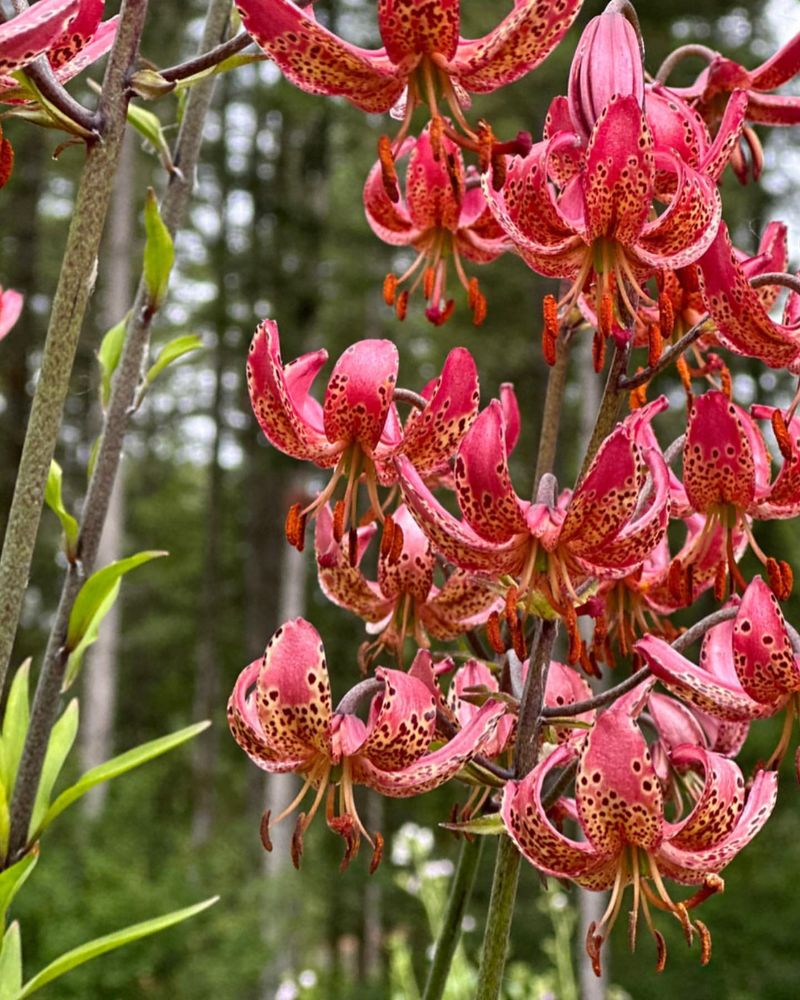 Martagon Lily