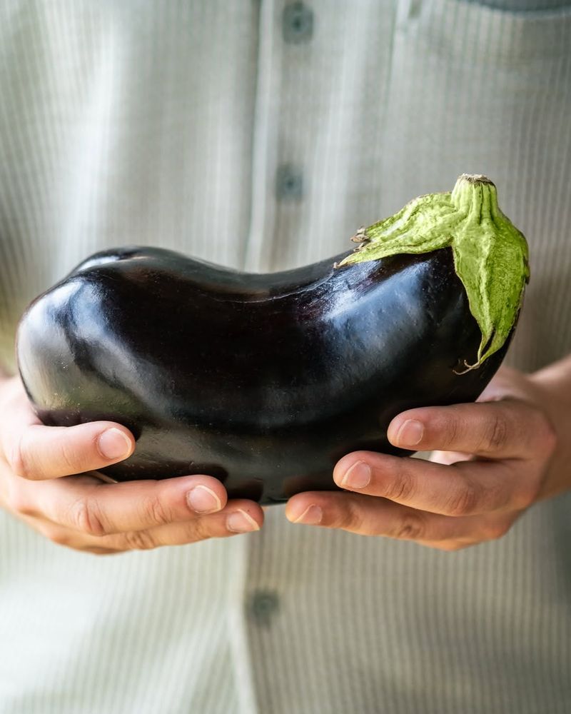 Maryland's Gigantic Eggplant