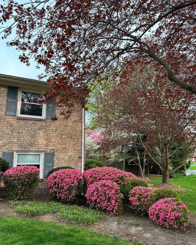 Maryland Azalea