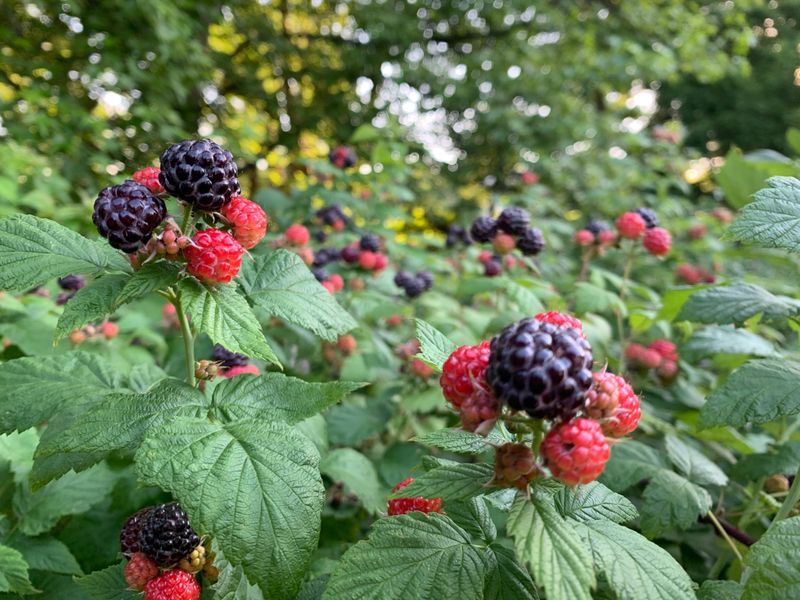 Maryland: Black Raspberry