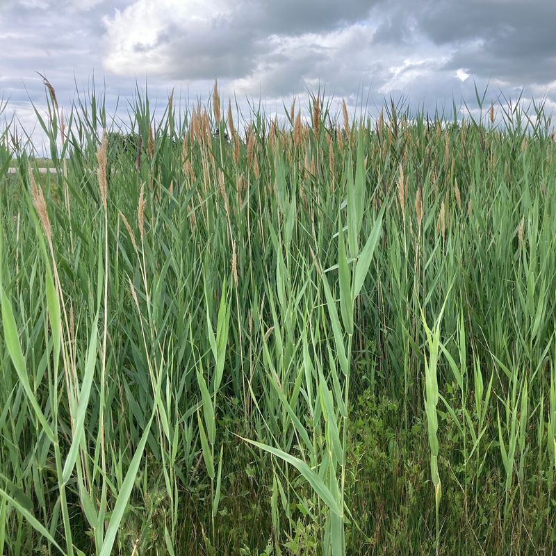 Maryland: Phragmites