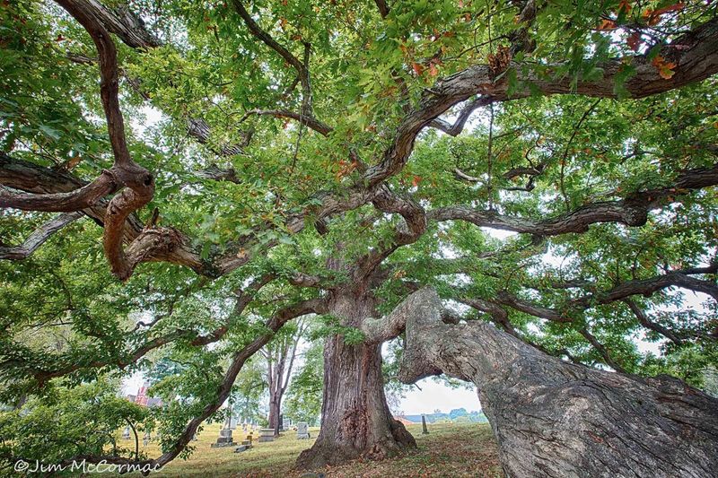 Maryland's Woodland Monarch