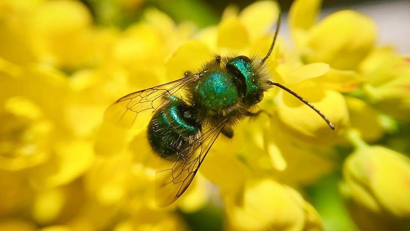 Mason Bees