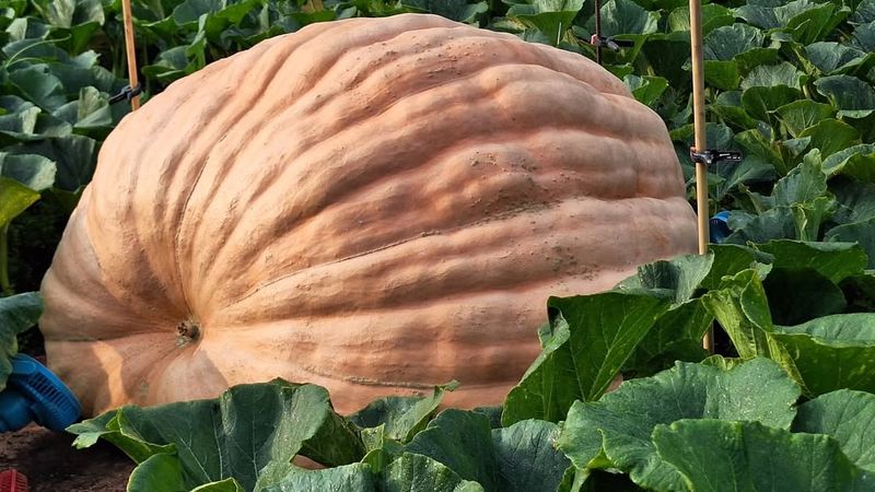 Massachusetts's Large Pumpkin