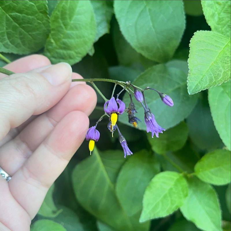 Massachusetts: Bittersweet Nightshade