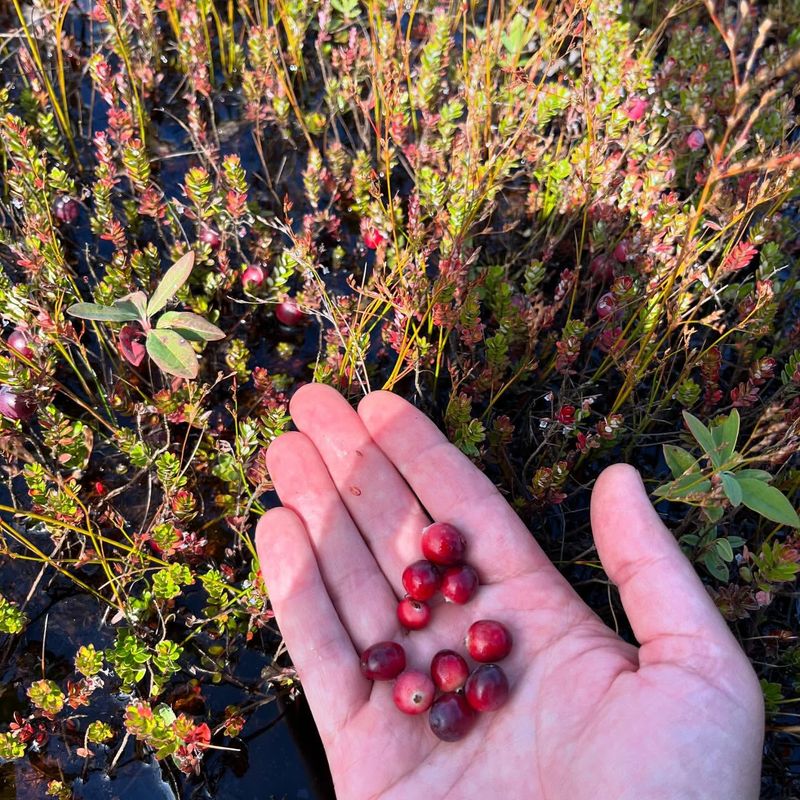 Massachusetts: Cranberry