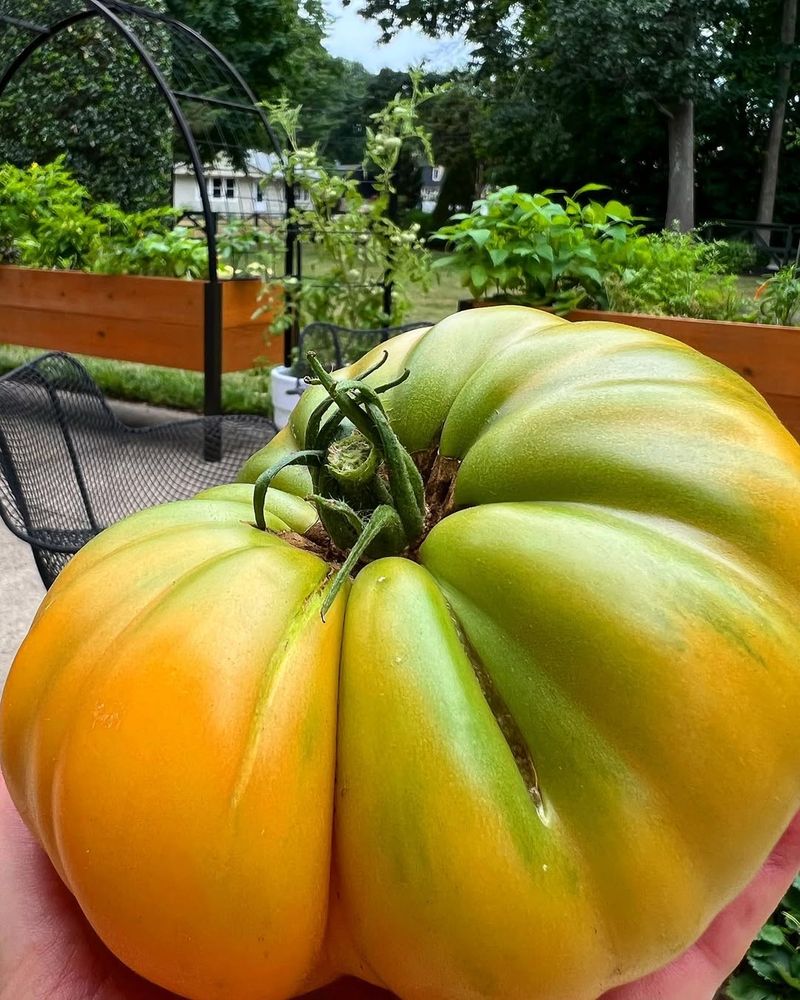 Massachusetts - Giant Tomato