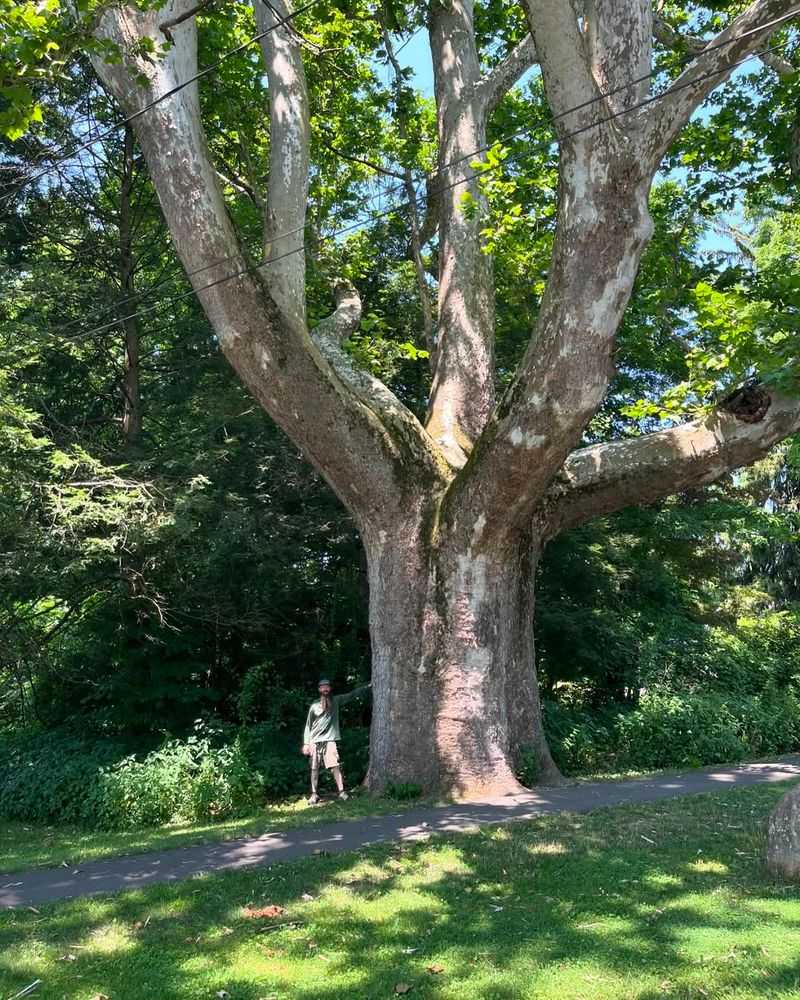 Massachusetts' Arboreal Giant