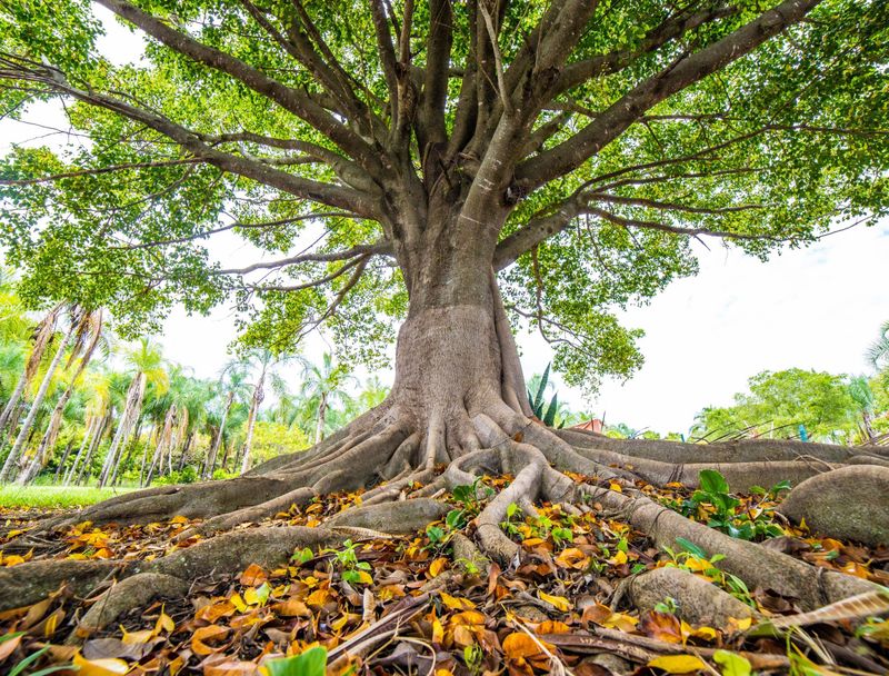 Massive Root Systems