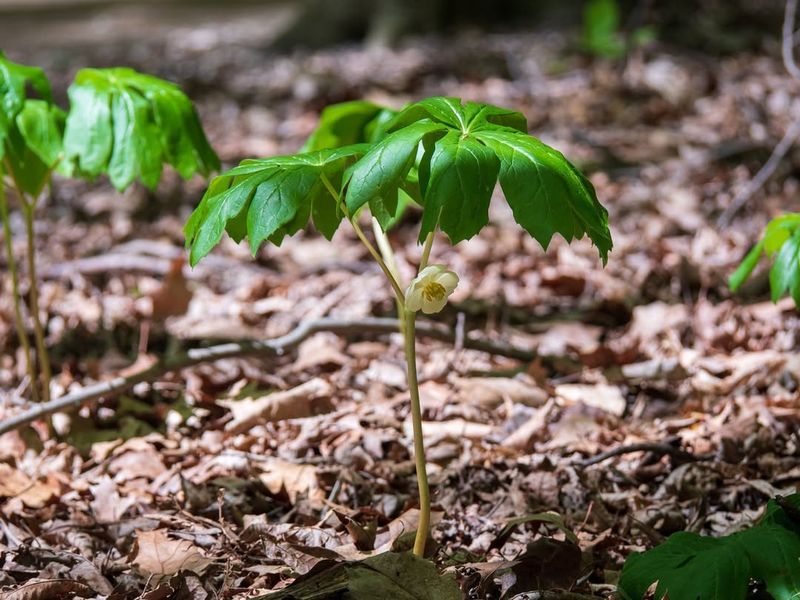 Mayapple