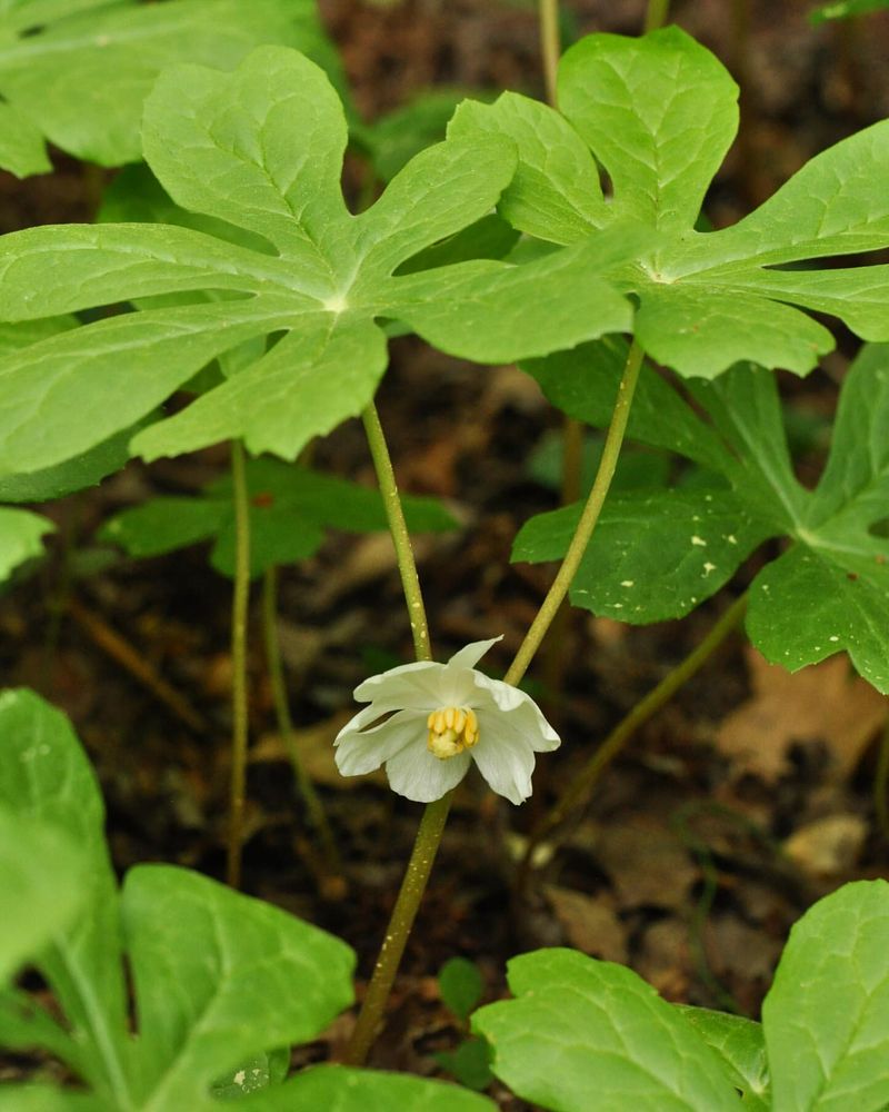 Mayapple