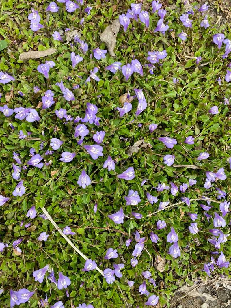 Mazus Reptans