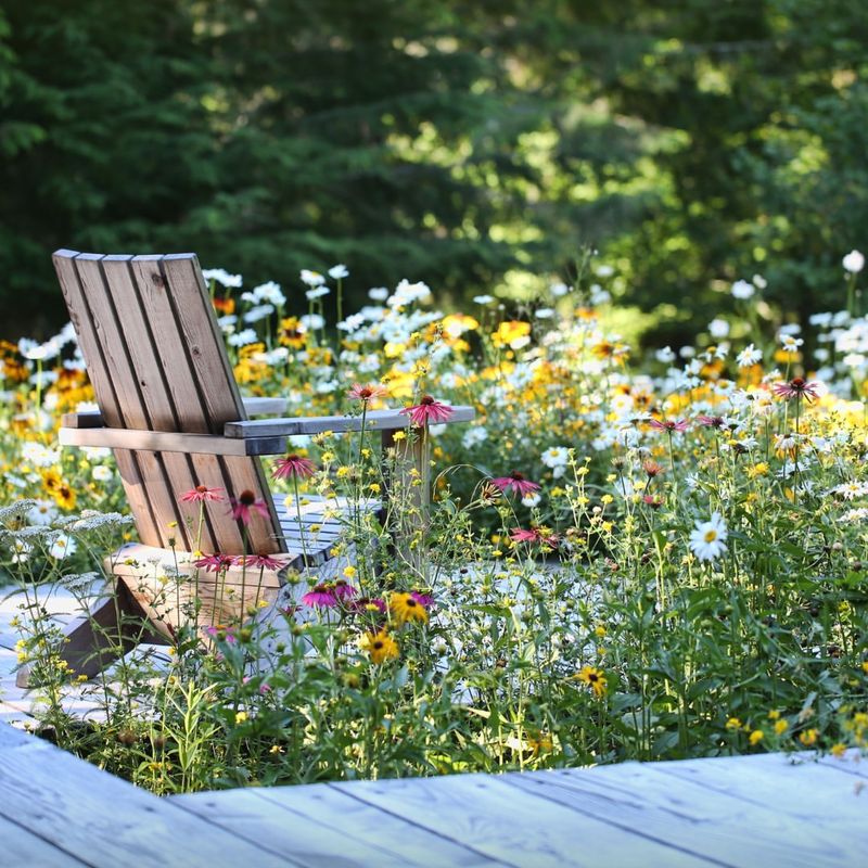 Meadow Bliss