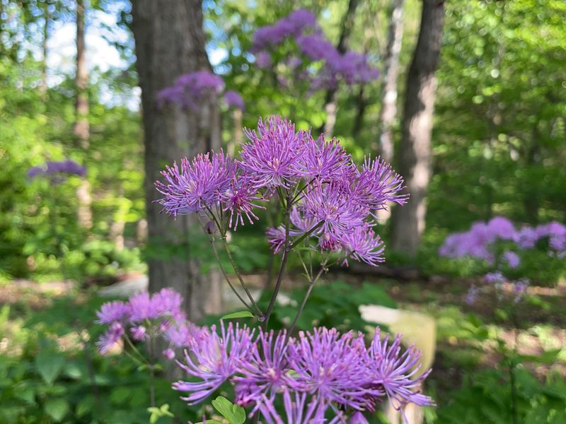 Meadow Rue