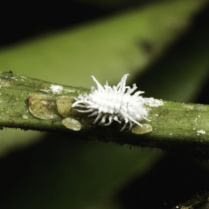 Mealybug Destroyer