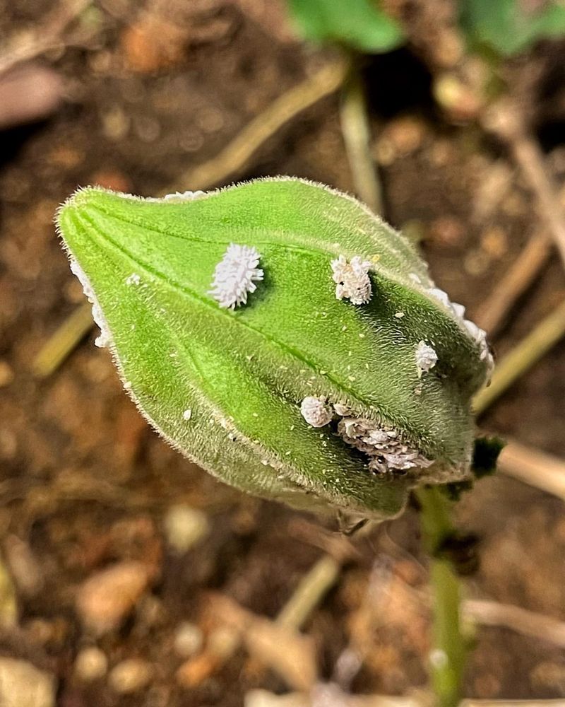 Mealybugs