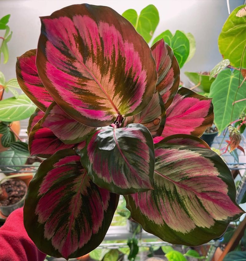 Medallion Calathea