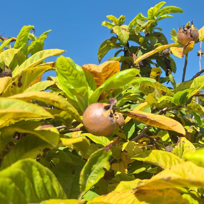 Medlar Mystery