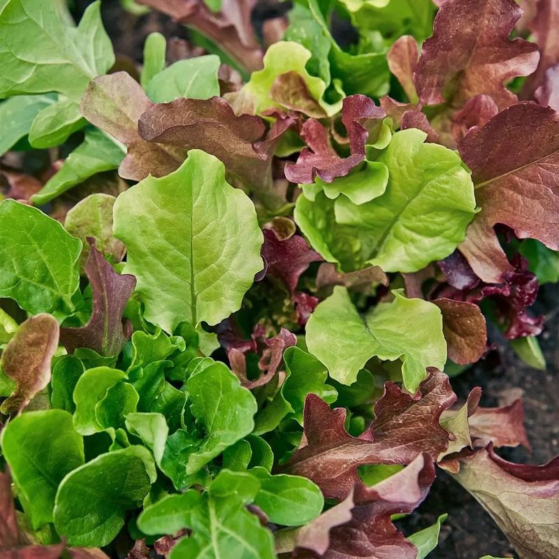 Mesclun Lettuce