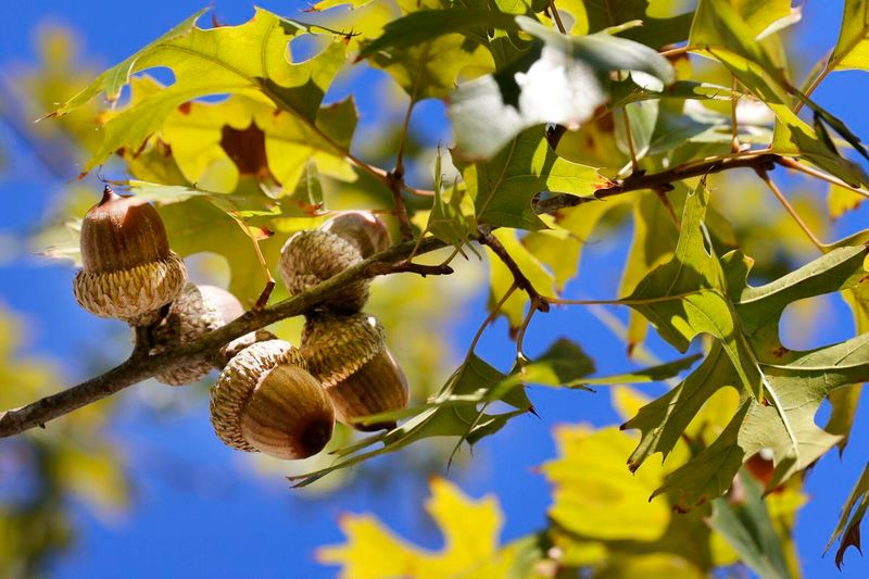 Messy Acorn Rain