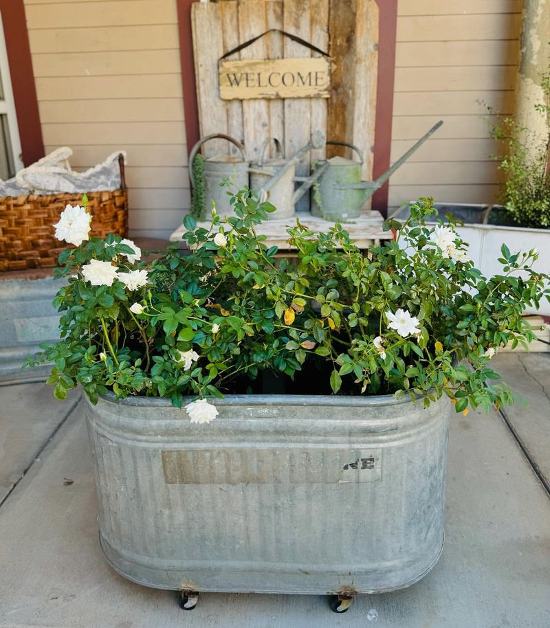 Metal Trough Gardens