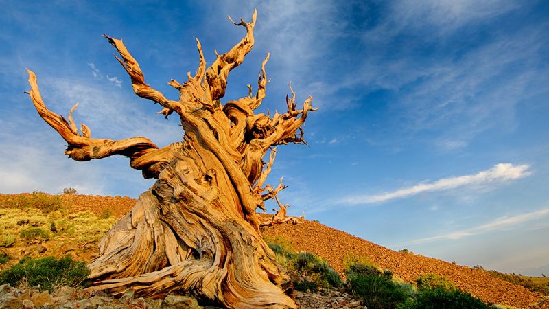 Methuselah Pine