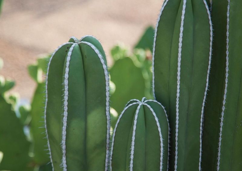 Mexican Fence Post Cactus