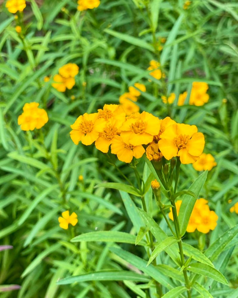 Mexican Mint Marigold